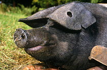 Saddleback breed domestic pig {Sus scrofa domestica} female with hole in her ear, Wessex UK