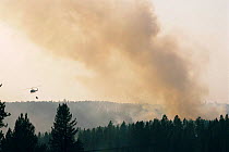 Helicopter carrying water to douse forest fire, Yellowstone NP, Wyoming, USA. 1988