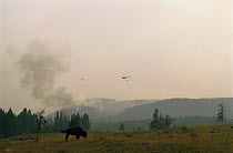 Bison grazing below helicopter carrying water to douse forest fire, Yellowstone NP, Wyoming, USA. 1988