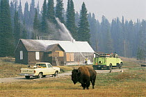 Bison beside fire fighters spraying wood cabin with fire retardant foam to protect it from forest fire, Yellowstone NP, Wyoming, USA. 1988