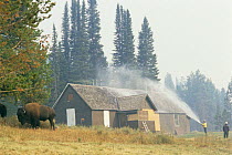 Bison beside fire fighter spraying wood cabin with fire retardant foam to protect it from forest fire, Yellowstone NP, Wyoming, USA. 1988