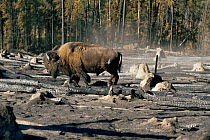 Bison walking through remains of forest of Lodgepole pines burnt by fire, Yellowstone NP, Wyoming, USA. 1988