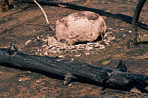 Glacial boulder flaked (spalled) by heat from forest fire, Yellowstone NP, Wyoming, USA. 1988