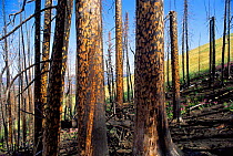 Lodgepole pine forest after forest fire, Yellowstone NP, Wyoming, USA. 1988