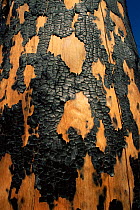 Bark of Lodgepole pine after forest fire, Yellowstone NP, Wyoming, USA. 1988