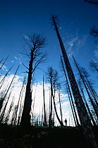 Scorched trunks of Lodgepole pine after forest fire, Yellowstone NP, Wyoming, USA. 1988