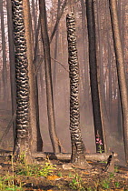 Burnt trunks of Lodgepole pine after forest fire, fire continues to smoulder and Rosebay willowherb flowers, Yellowstone NP, Wyoming, USA. 1988