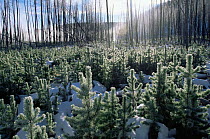 Regeneration and growth of Lodgepole pine trees after forest fire of 1988, Yellowstone NP, Wyoming, USA. 1996.