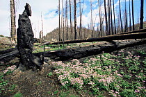 Wildflowers bloom amongst remains of burnt Lodgepole pine trees after forest fire of 1988, Yellowstone NP, Wyoming, USA.