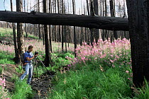 Jeff Vanuga photographs flowers blooming in burnt landscape of Lodgepole pines in Yellowstone NP after forest fire, Wyoming, USA.