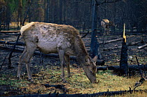 Female Elk {Cervus elaphus} grazing on new grass a few weeks after forest fire, Yellowstone NP, Wyoming, USA. 1988