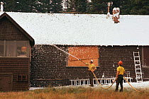 Fire fighters spray wood cabin with fire retardant foam to protect it from forest fire, Yellowstone NP, Wyoming, USA. 1988