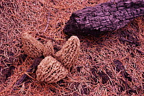 Morel mushroom, abundant growth in Yellowstone NP one year after forest fires of 1988, Wyoming, USA. 1989.
