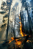 Flames engulf Lodgepole pine trees in forest fire, Yellowstone NP, Wyoming, USA. 1988
