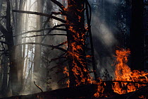 Flames engulf Lodgepole pine trees in forest fire, Yellowstone NP, Wyoming, USA. 1988