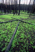 Grass regrowth after forest fire in Lodgepole pine forest, Yellowstone NP, Wyoming, USA. 1988