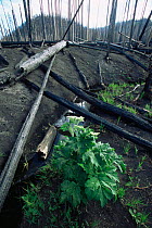 Plant and grass regrowth after forest fire in Lodgepole pine forest, Yellowstone NP, Wyoming, USA. 1988