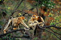 Golden snub nosed monkeys (PYGATHRIX ROXELLANA) grooming in tree, China