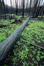 Regrowth of vegetation after forest fire in Lodgepole pine forest, Yellowstone NP, Wyoming, USA. 1988