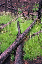 Regrowth of vegetation after forest fire in Lodgepole pine forest, Yellowstone NP, Wyoming, USA. 1988