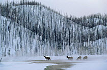 Elk graze in winter beside Lodgepole pine forest destroyed by forest fire, Yellowstone NP, Wyoming, USA. 1988