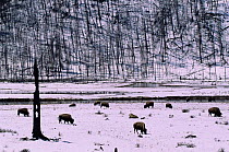 Bison graze in winter beside Lodgepole pine forest destroyed by forest fire, Yellowstone NP, Wyoming, USA. 1988