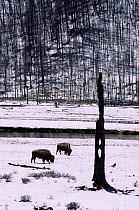 Bison graze in winter beside Lodgepole pine forest destroyed by forest fire, Yellowstone NP, Wyoming, USA. 1988