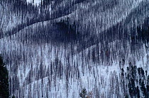 Lodgepole pine forest in winter destroyed by forest fire, Yellowstone NP, Wyoming, USA. 1988