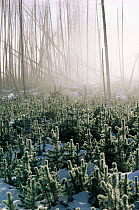 Lodgepole pine seedlings grow in Lodgepole pine forest destroyed by forest fire, Yellowstone NP, Wyoming, USA. 1988