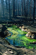 Aquatic plants grow in Lodgepole pine forest destroyed by forest fire, Yellowstone NP, Wyoming, USA. 1988