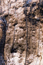 Close up of Bark of Lodgepole pine tree cracked by heat from forest fire, Yellowstone NP, Wyoming, USA. 1988