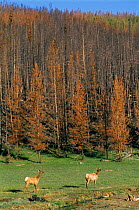 Elk at summer grazing year after forest fire destroys Lodgepole pine forest, Yellowstone NP, Wyoming, USA. 1989