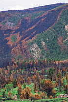 Fire burn mosiac created by forest fire in Lodgepole pine forest, Yellowstone NP, Wyoming, USA. 1989