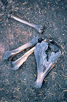 Charred bones of animal killed in forest fire, Yellowstone NP, Wyoming, USA. 1989