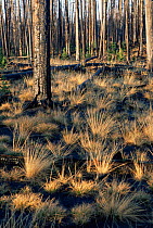 Plants regenerating after forest fire in Lodgepole pine forest, Yellowstone NP, Wyoming, USA. 1989