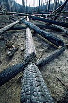 Fallen burnt trunks of Lodgepole pine trees killed in forest fire, Yellowstone NP, Wyoming, USA. 1988