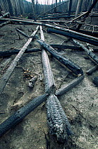 Fallen burnt trunks of Lodgepole pine trees killed in forest fire, Yellowstone NP, Wyoming, USA. 1988