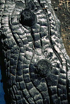 Close up of bark of Lodgepole pine tree burnt in forest fire, Yellowstone NP, Wyoming, USA. 1988