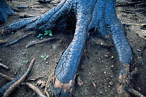 Close up of bark of roots of Lodgepole pine tree burnt in forest fire, Yellowstone NP, Wyoming, USA. 1988
