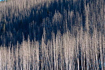 Lodgepole pine forest after forest fire, Yellowstone NP, Wyoming, USA. 1988