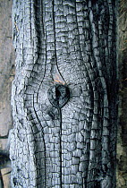 Close up of bark of Lodgepole pine tree burnt in forest fire, Yellowstone NP, Wyoming, USA. 1988