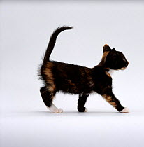 Domestic Cat {Felis catus} 7-week Tortoiseshell kitten walking profile