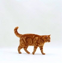 Domestic Cat {Felis catus} Red tabby female 'Glenda' walking profile