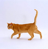 Domestic Cat {Felis catus} Red burmese male 'Ozzie' walking profile