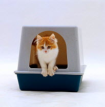 Domestic Cat {Felis catus} Red-and-white kitten coming out of igloo cat litter tray