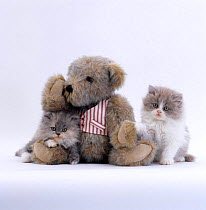 Domestic Cat {Felis catus} Two persian kittens with teddy bear.