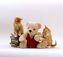 Domestic Cat {Felis catus} Two red burmese-cross kittens with teddy bear