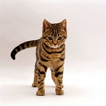 Domestic Cat {Felis catus} Brown tabby cat 'Lowlander', lashing tail while watching something