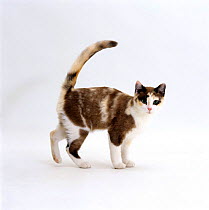 Domestic Cat {Felis catus} Chocolate-tortoiseshell 'Cookie', friendly tail-up greeting