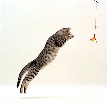 Domestic Cat {Felis catus} 5-month Silver spotted shorthair male 'Arum', jumping at lure, full stretch, back hollow.